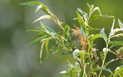 Krekelzanger/River Warbler