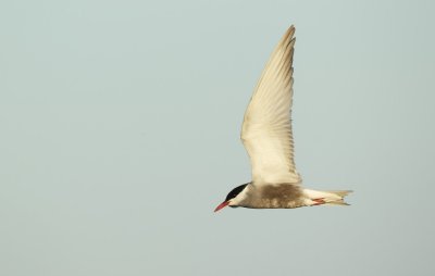 Witwangstern/Whiskered Tern