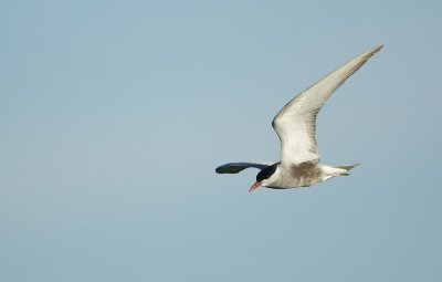 Witwangstern/Whiskered Tern