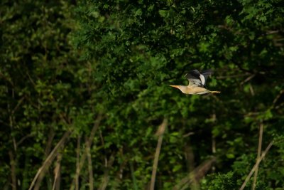 Woudaap/Little Bittern