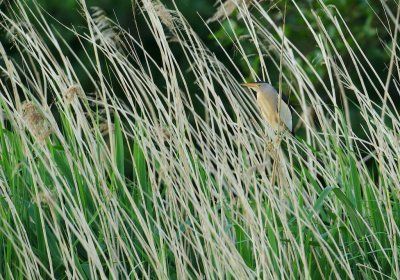 Woudaap/Little Bittern