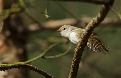 Bergfluiter/Western Bonelli's Warbler