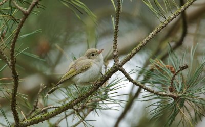 Bergfluiter/Western Bonelli's Warbler