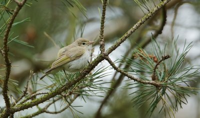 Bergfluiter/Western Bonelli's Warbler