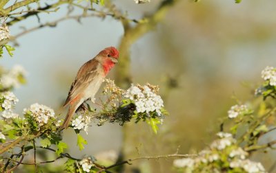 Roodmus/Common Rosefinch