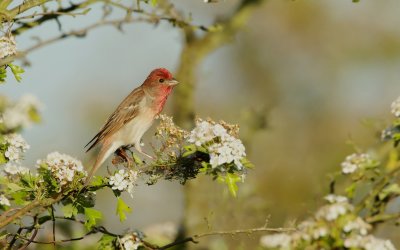 Roodmus/Common Rosefinch