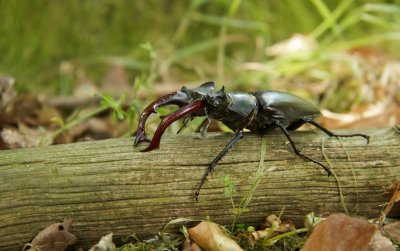 Vliegend Hert/Stag Beetle