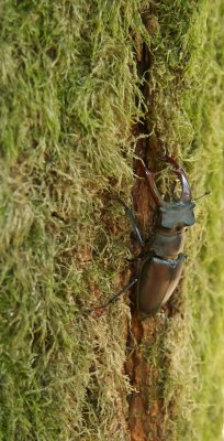 Vliegend Hert/Stag Beetle