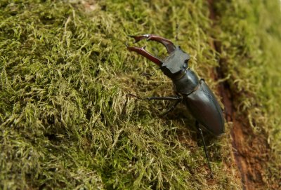 Vliegend Hert/Stag Beetle