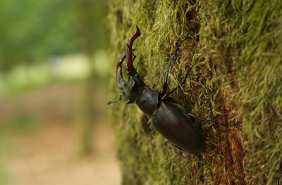 Vliegend Hert/Stag Beetle