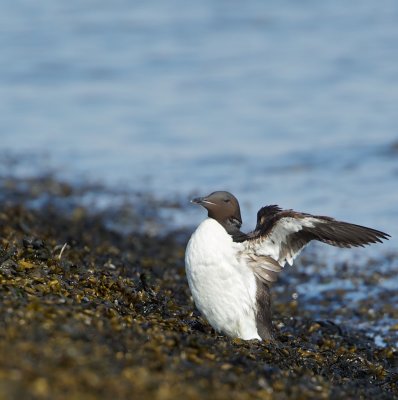 Kortbekzeekoet/Thick-billed Murre