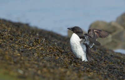 Kortbekzeekoet/Thick-billed Murre
