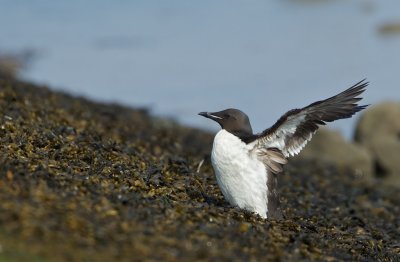 Kortbekzeekoet/Thick-billed Murre