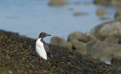 Kortbekzeekoet/Thick-billed Murre