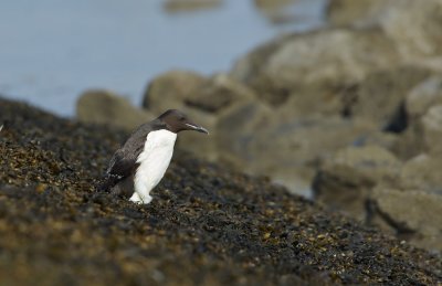 Kortbekzeekoet/Thick-billed Murre