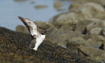 Kortbekzeekoet/Thick-billed Murre