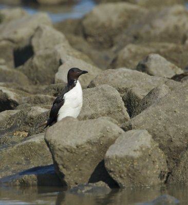 Kortbekzeekoet/Thick-billed Murre