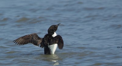 Kortbekzeekoet/Thick-billed Murre