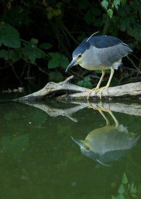 Kwak/Night Heron