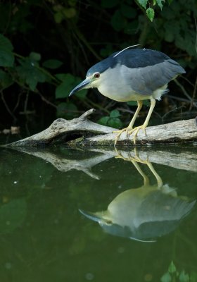 Kwak/Night Heron