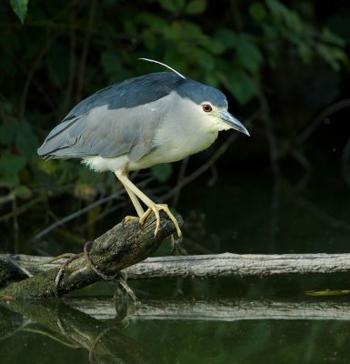 Kwak/Night Heron