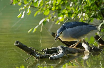 Kwak/Night Heron