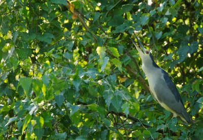 Kwak/Night Heron