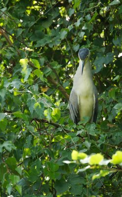 Kwak/Night Heron