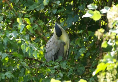 Kwak/Night Heron