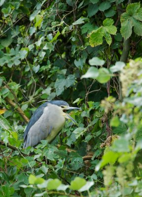 Kwak/Night Heron