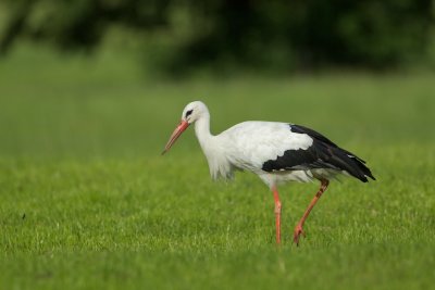 Ooievaar/White Stork