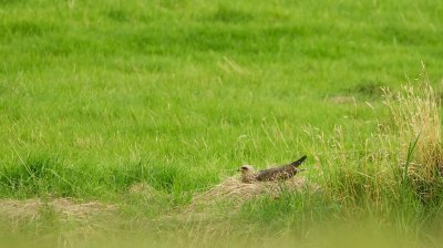 Zwarte Wouw/Black Kite