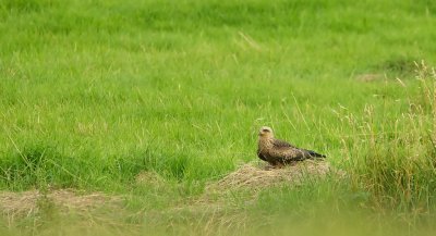 Zwarte Wouw/Black Kite