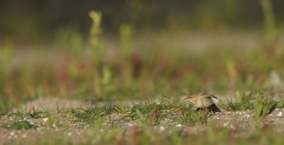 Duinpieper/Tawny Pipit