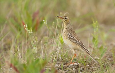 Duinpieper/Tawny Pipit