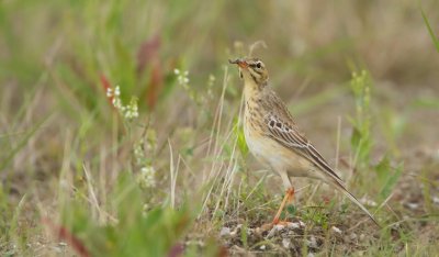 Duinpieper/Tawny Pipit