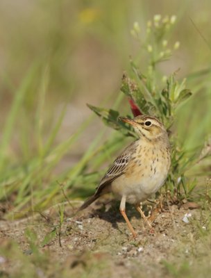 Duinpieper/Tawny Pipit