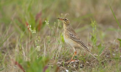 Duinpieper/Tawny Pipit