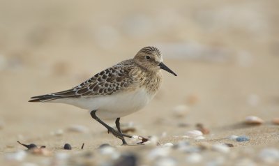 Bairds Strandloper/Baird's Sandpiper