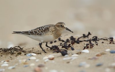 Bairds Strandloper/Baird's Sandpiper