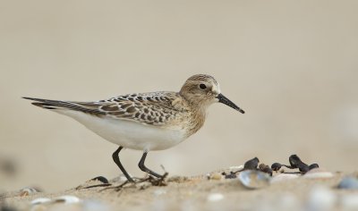 Bairds Strandloper/Baird's Sandpiper