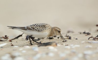Bairds Strandloper/Baird's Sandpiper