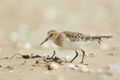 Bairds Strandloper/Baird's Sandpiper