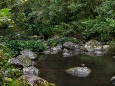 Queensland Rain Forest