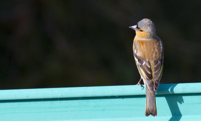 Chaffinch.jpg