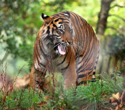 Tiger