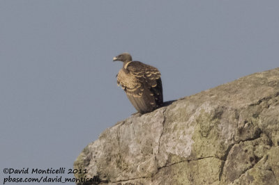 Rppell's Vulture (Gyps rueppellii)_V. Velha da Rodao (Portugal)