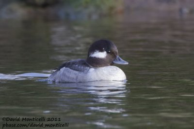 Bufflehead (Bucephala albeola)_Paul da Praia (Terceira)