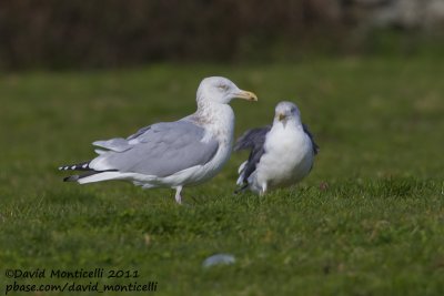 American Herring Gull (Larus smithonianus)_Fields above Angra do Heroismo (Terceira)