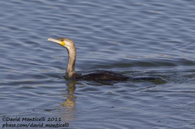 Great Cormorant (Phalacrocorax carbo)(ssp maroccanus)_Oued Souss